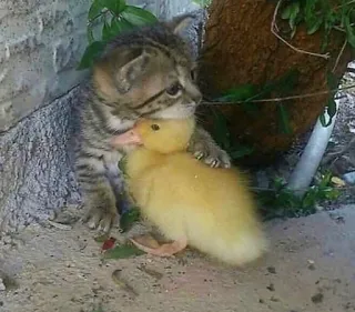 ❤️ cfed8041 gattino, anatroccolo, gatto, anatra baby, animali, carino, amicizia telegram sticker