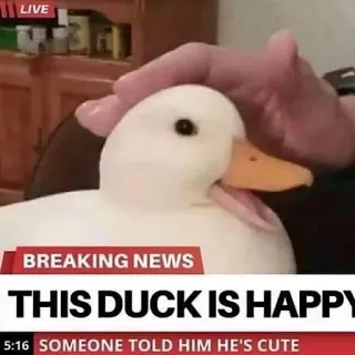 😃 d6d38803 BREAKING NEWS
THIS DUCK IS HAPPY
SOMEONE TOLD HIM HE'S CUTE anatra, felice, carino, notizie, animale, meme telegram sticker