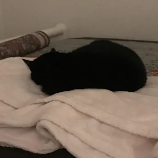 🖤 e0859258 gatto, gatto nero, animale, animale domestico, gatto che dorme, animale domestico telegram sticker