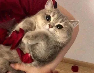 👶 e60bb331 gatto, gattino, carino, animale, animale domestico, petali di rosa telegram sticker