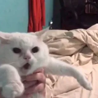 😡 ec4e3f15 gatto, meme, animale, divertente, animale domestico, animale domestico telegram sticker