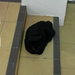 🖤 ee53c238 gatto, animale, gatto nero, animale domestico, animale da compagnia, gatto domestico, carino, felino telegram sticker