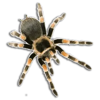 😉 4cb14754 spider, tarantula, arachnid, animal, insect, wildlife telegram sticker