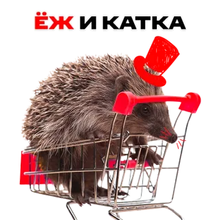 🤙 38a81d06 ЁЖИКАТКА hedgehog, shopping cart, animal, cute, mammal, small telegram sticker