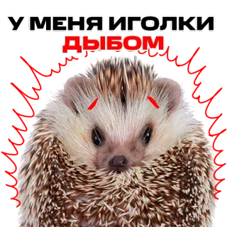 😳 6494dd3b У МЕНЯ ИГОЛКИ ДЫБОМ hedgehog, animal, cute, russian text, needle, spiky, red, eyes telegram sticker