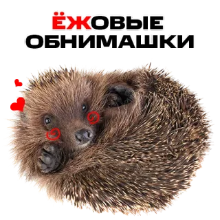 🤗 d8e09cc2 ЁЖОВЫЕ ОБНИМАШКИ hedgehog, animal, cute, cartoon telegram sticker