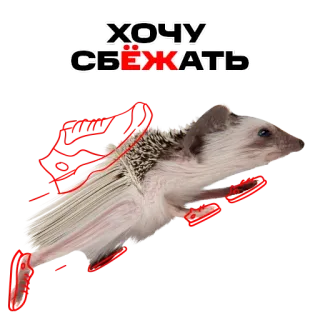 🏃‍♀️ dfbf76d4 ХОЧУ СБЕЖАТЬ hedgehog, running, escape, animal, want to escape telegram sticker