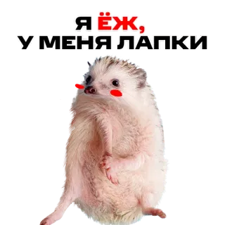 🤷‍♂️ f4639fed Я ЁЖ, У МЕНЯ ЛАПКИ hedgehog, animal, cute, russian, text, funny telegram sticker