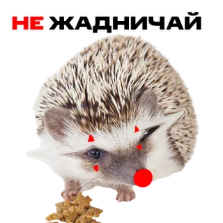 🙏 feccb9ca НЕ ЖАДНИЧАЙ hedgehog, cute, animal, sticker, funny, meme, food telegram sticker