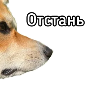 🤐 076c3733 Отстань หมา, คอร์กี้, รัสเซีย, ข้อความ, สัตว์ telegram sticker