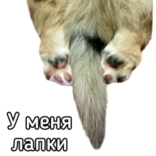 Маффин корги whatsapp stickers