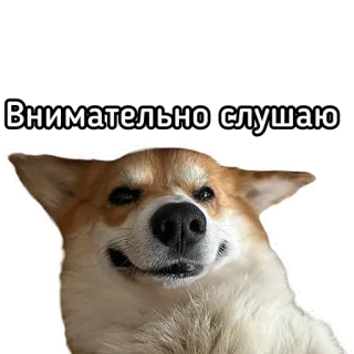 🦻 47b914b0 Внимательно слушаю หมา, คอร์กี้, ฟัง, ใส่ใจ, สัตว์ telegram sticker