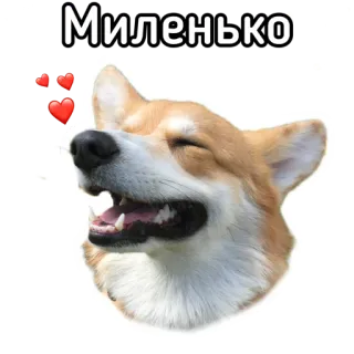 🥰 4e3620a6 Миленько หมา, คอร์กี้, น่ารัก, หัวใจ, สัตว์ telegram sticker