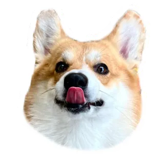 😝 69232acf คอร์กี้, หมา, สัตว์, ลิ้น, สัตว์เลี้ยง, น่ารัก, สติกเกอร์ telegram sticker