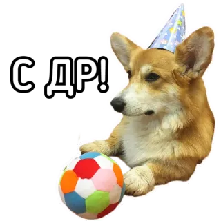 🥮 6cf9c06b С ДР! หมา, คอร์กี้, วันเกิด, ฉลอง, ปาร์ตี้, ลูกบอล telegram sticker