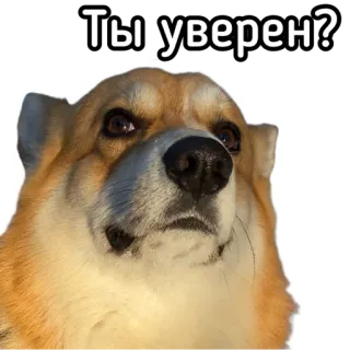 🧐 ab129b29 Ты уверен? หมา, คอร์กี้, คำถาม, มีม telegram sticker