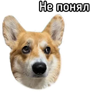 🥴 e708e1e9 Не понял หมา, คอร์กี้, สับสน, สัตว์, สติกเกอร์ telegram sticker