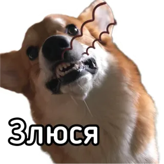 😡 e7ad9f8e Злюся หมา, โกรธ, คอร์กี้, รัสเซีย, สติกเกอร์ telegram sticker