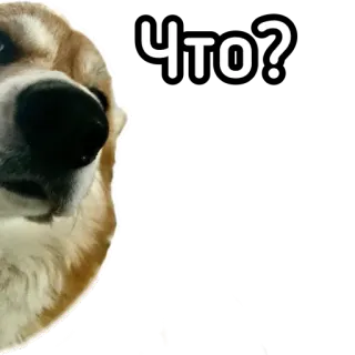 😶 e7daa738 Что? หมา, คำถาม, สับสน, สัตว์ telegram sticker