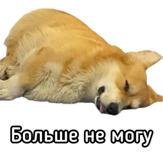 😩 eeefb405 Больше не могу หมา, เหนื่อย, ขี้เกียจ, คอร์กี้, หมดแรง telegram sticker