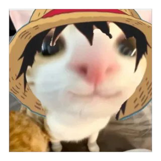 🫥 20b80885 Luffy One Piece kat, anime, strohoed, cartoon, Monkey D. Luffy, piraat whatsapp sticker