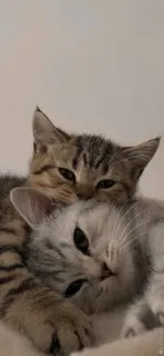 Катя кот :: @fStikBot whatsapp stickers