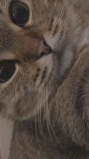 😽 1a7dd352 Katze, Haustier, Tier, süß, Katzenartig, Hauskatze telegram sticker