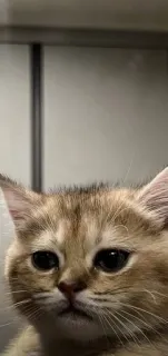 😢 2cc83b8e Katze, Kätzchen, Haustier, süß, Tier, Katzenartig telegram sticker