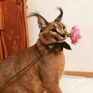 💮 85582229 Karakal, Katze, Blume, Rose, Tier, Säugetier, Haustier telegram sticker