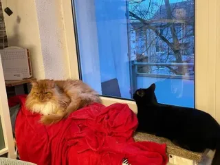 😾 a6709486 Katze, Katzen, Haustiere, Tiere, Fenster, Innenbereich, Katzenartig telegram sticker