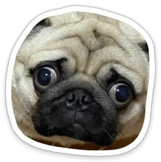 🥺 b710669a Hund, Mops, Tier, süß, Haustier telegram sticker