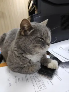 🤙 e3cbecf0 Katze, Schreibtisch, Papiere, Haustier, Büro, graue Katze telegram sticker