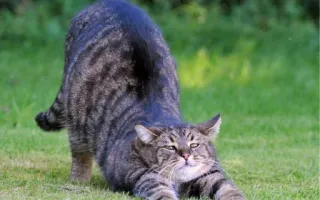 Катя кот :: @fStikBot telegram stickers