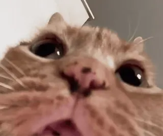 🤯 162447d8 Katze, Tier, Haustier, Nahaufnahme, Orange, Hauskatze, Katzenartig telegram sticker