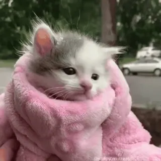 🤯 3375de18 Katze, Kätzchen, süß, Tier, Haustier, rosa, Decke telegram sticker