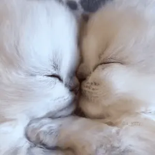 🤯 586c4317 Katze, Kätzchen, Tier, süß, weiß, Haustier, häuslich, schläfrig telegram sticker