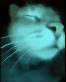 МурМяу - @Tg_stickersu telegram stickers