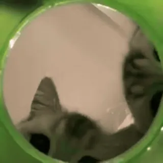 🤯 8ceaba75 Katze, gucken, Tier, Haustier, süß telegram sticker