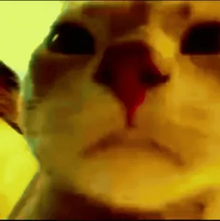 🤯 dd1152d7 Katze, Meme, Tier, Haustier, Lustig, Süß telegram sticker