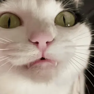 🤯 e418e7fe Katze, Tier, süß, Haustier, Katzenartig, Hauskatze, Säugetier, Schnurrhaare telegram sticker