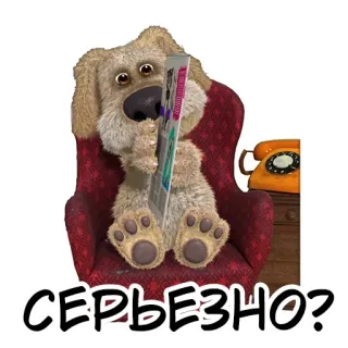 🤨 c91cb598 Ben the Dog Talking Ben СЕРЬЕЗНО? chó, đọc sách, ghế, Talking Ben, nghiêm túc, tiếng Nga telegram sticker