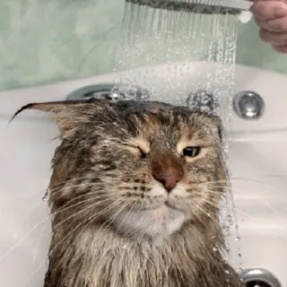 😣 069cdf59 Katze, Dusche, Baden, Haustier, Katzenartig, Tier, Nass telegram sticker