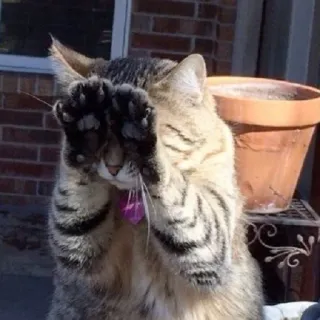 😖 0b076d27 Katze, Kätzchen, Guckguck, Tier, getigert, spielen, süß, verstecken telegram sticker