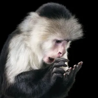 😲 1f463982 Affe, Primat, Tier, Wildtier, Säugetier, Kapuzineraffe, Affe, Natur telegram sticker