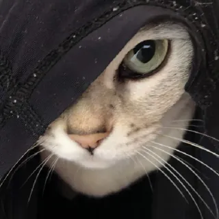 🤨 27c36a60 Katze, Kapuze, Tier, Haustier, süß, häuslich, Meme telegram sticker