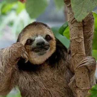 🤔 426e2d5b Faultier, Tier, Baum, niedlich, faul, Wildtier telegram sticker