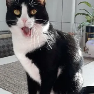 😲 4c572eeb Katze, Tier, Säugetier, Haustier, Hauskatze, Schwarzweiß, Gähnen telegram sticker
