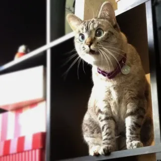 😧 5857a531 Katze, Haustier, Tier, Katzenartig, Hauskatze, Getigerte Katze telegram sticker