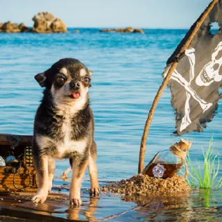 ⚔ 638fbeb9 Hund, Chihuahua, Pirat, Schädel, Schatz, Meer, Strand, Tier telegram sticker