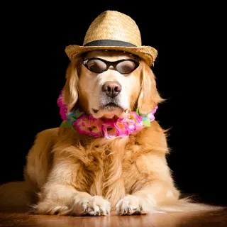 🐶 6d19cebe Hund, Golden Retriever, Hut, Sonnenbrille, Lei, Tropisch, Tier telegram sticker